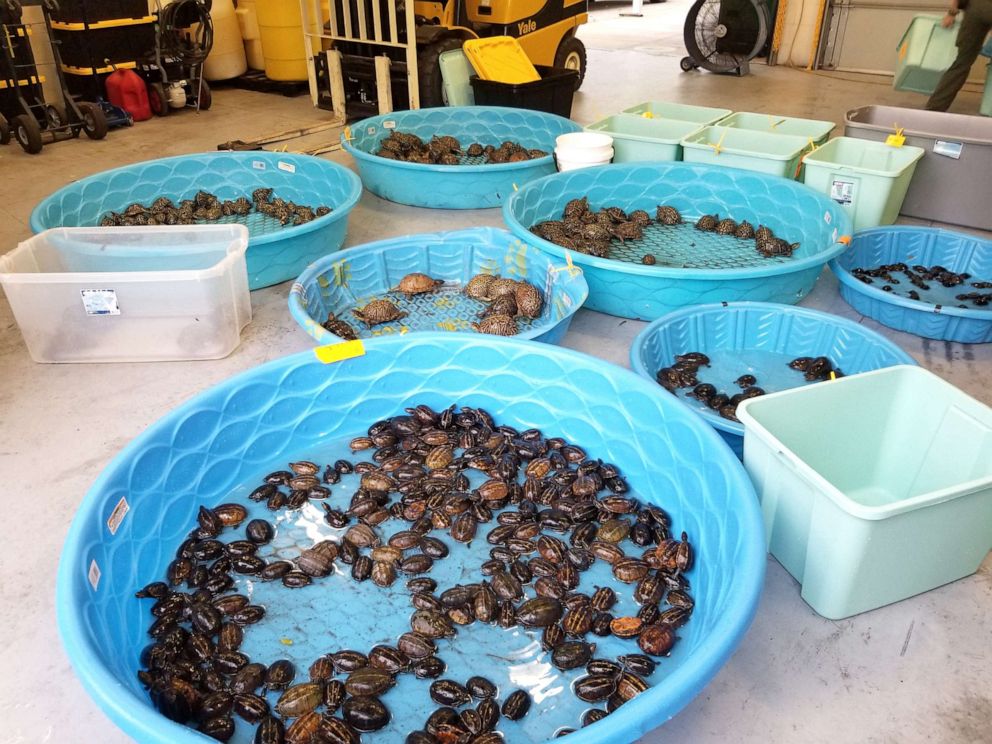 PHOTO: Wildlife officials in Florida returned turtles to the wild after busting a trafficking ring of thousands of the smuggled reptiles.