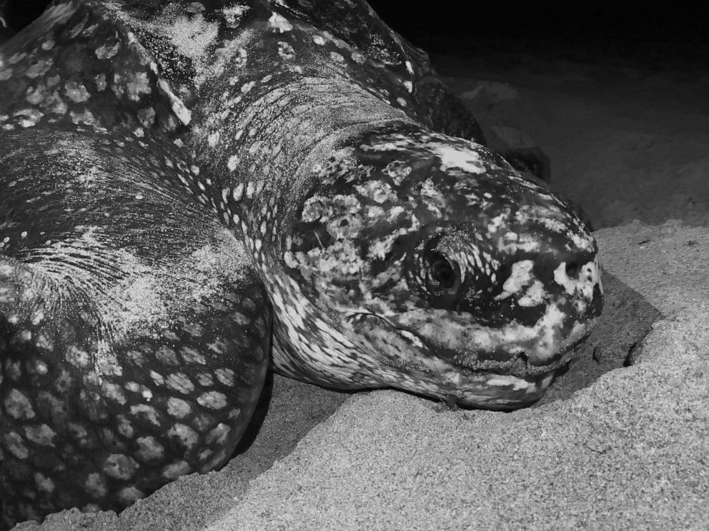 PHOTO: A leatherback turtle on a beach this spring in Florida.