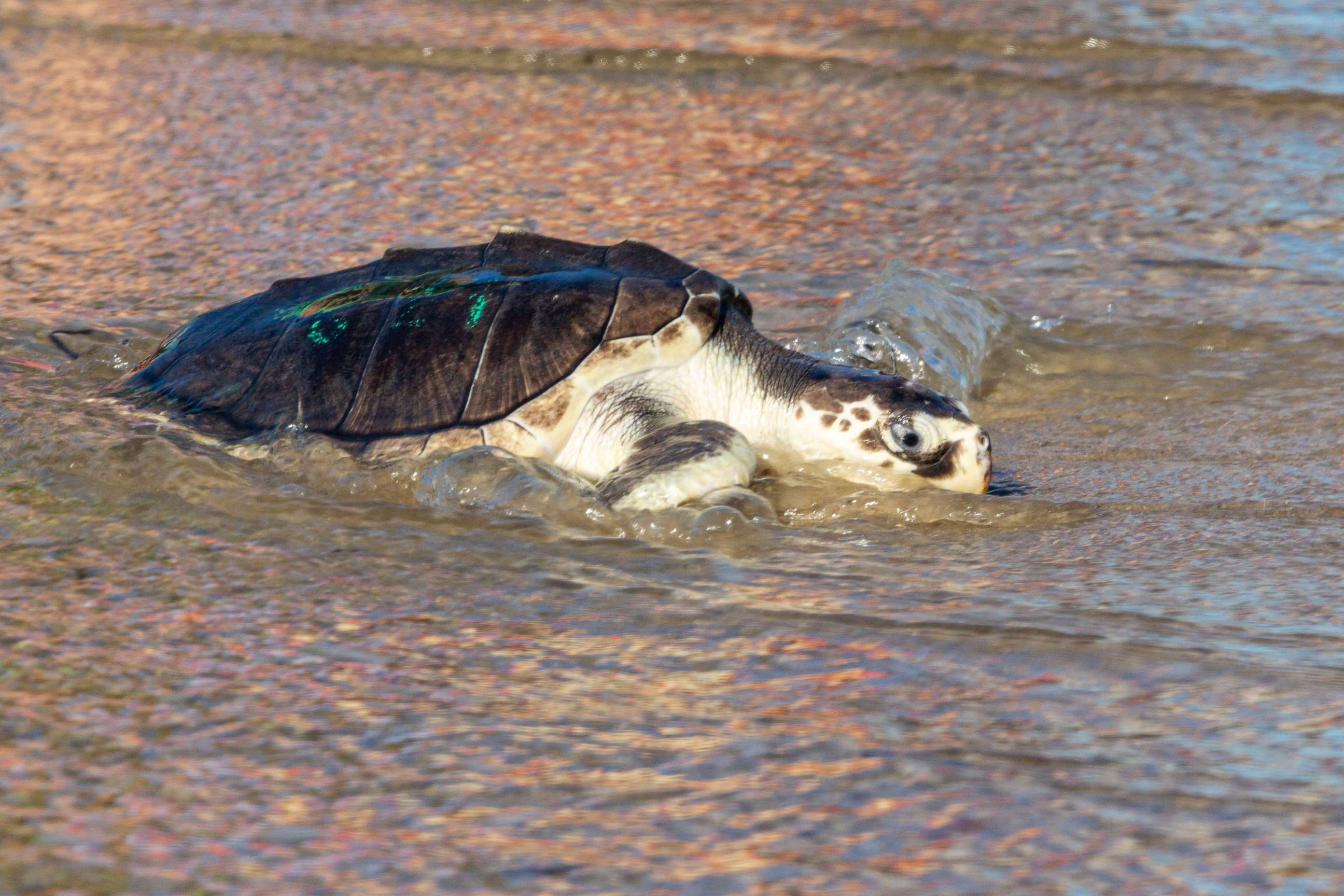 PHOTO: A Kemp's ridley sea turtle makes its way to the ocean on June 29, 2022, at West Dennis Beach in West Dennis, Massachusetts after eight months of rehabilitation at the New England Aquariums sea turtle rehabilitation center in Quincy.
