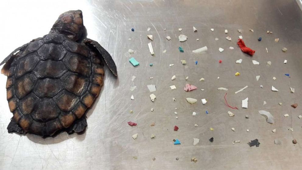 PHOTO: A baby sea turtle that died after washing ashore in Boca Raton, Florida, had 104 pieces of small plastic in it.