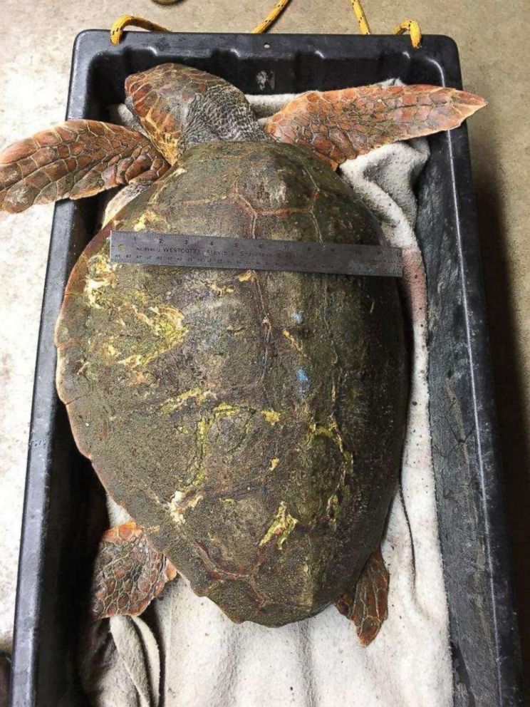 PHOTO: Dozens of turtles were washed on the banks of Massachusetts because of low temperatures and high winds.