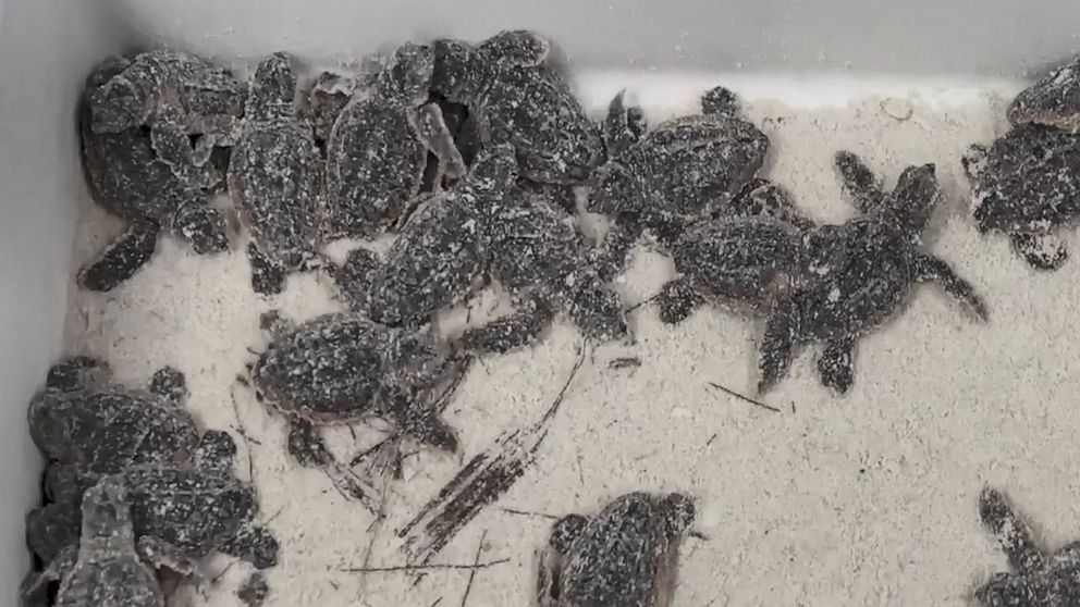 87 turtle hatchlings released back to ocean after they were found ...