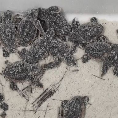 The hatchlings, found in a Florida storm drain, were released after a health assessment by an aquarium.