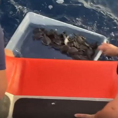 The US Coast Guard helped release over 200 baby sea turtles off the coast of Fort Lauderdale, Florida.