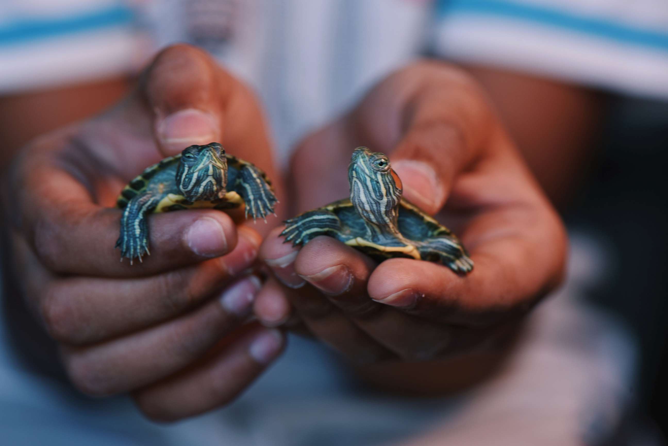PHOTO: A Child holds two Red eared slider turtles.