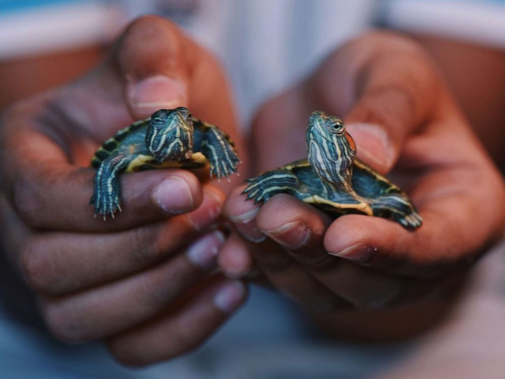 Do All Red Eared Slider Turtles Have Salmonella? 2