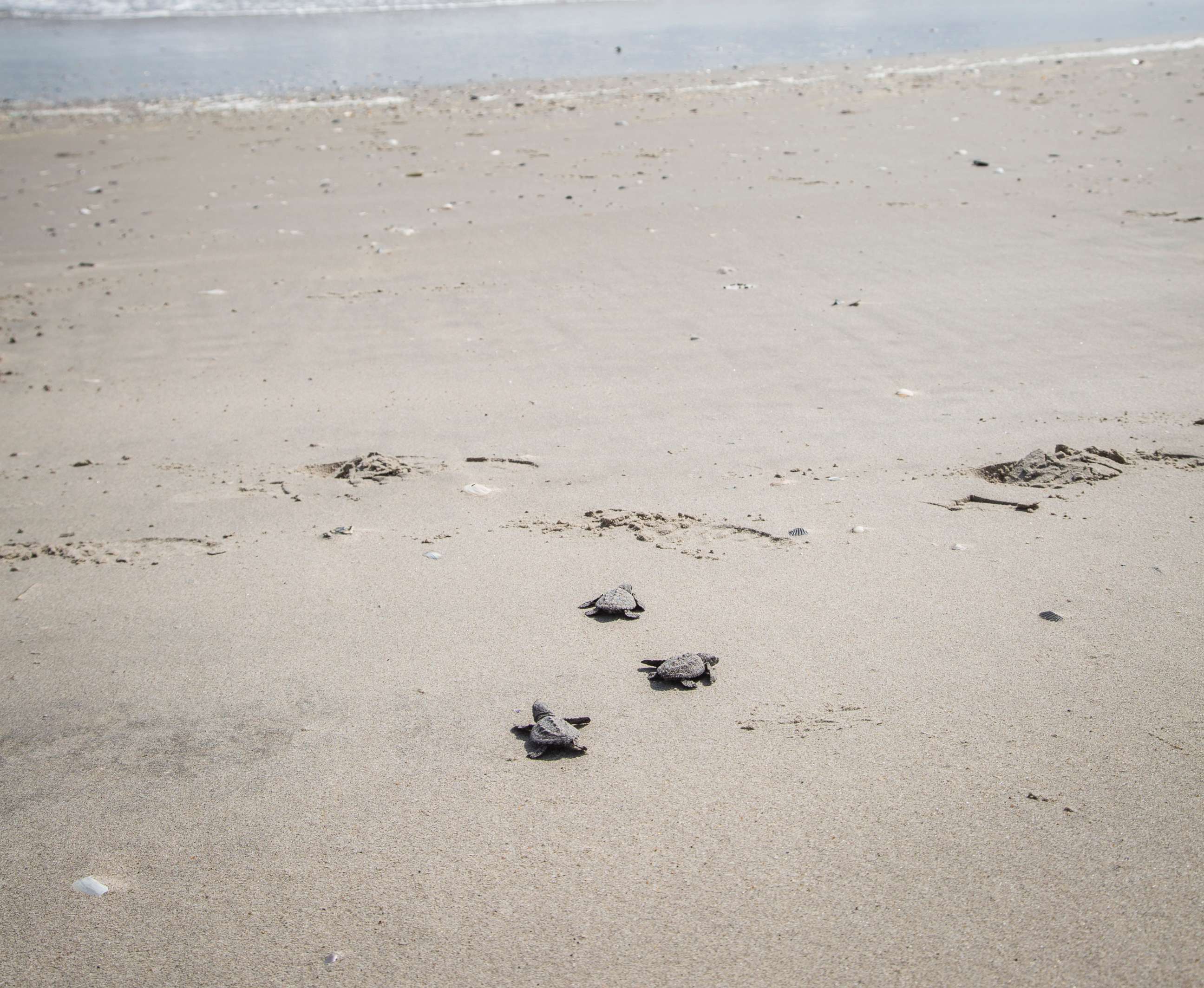 PHOTO: Ninety-six of the world's most endangered sea turtles hatched and crawled onto a beach on New York's Rockaway Peninsula in September, 2018.