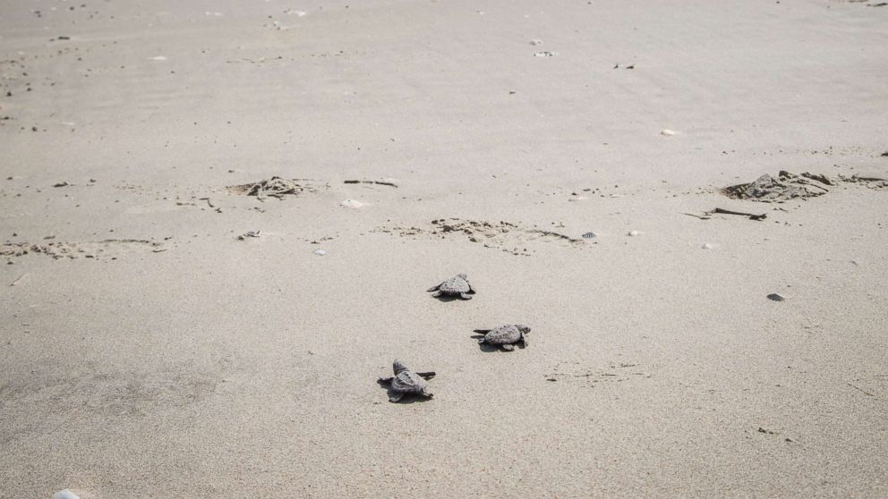 A female sea turtle crawled onto the beach and nested in July. National Park Service staff saved and incubated 110 eggs, most of which later crawled into the ocean.