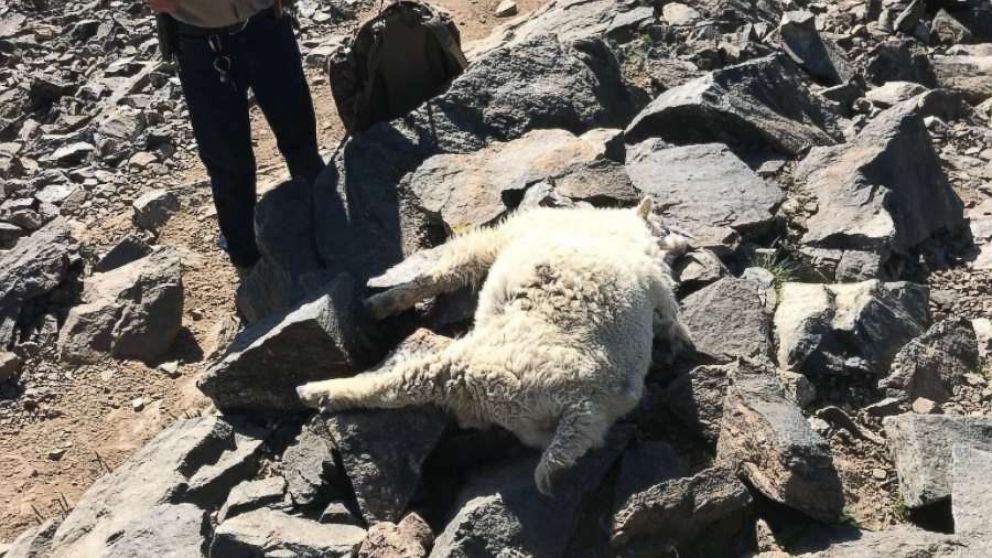 PHOTO: Colorado Parks and Wildlife investigators seek information on the poaching of two mountain goats on Quandary Peak, July 3, 2018.