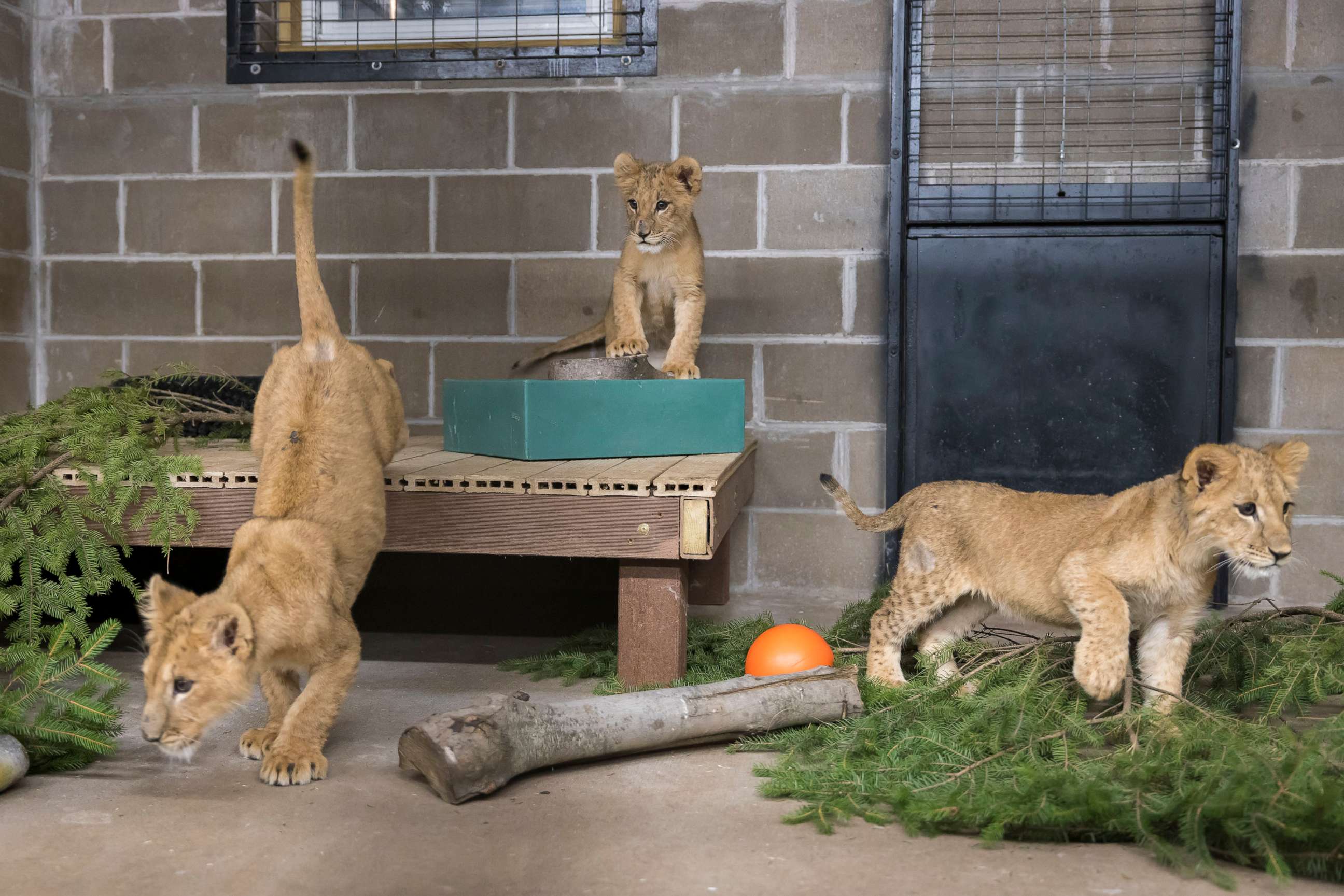 PHOTO: The cubs Taras, Stefania, Lesya and Prada are all between four and five months and have spent the last three weeks at the Poznan Zoo, receiving excellent care and recovering from their 36-hour journey out of Ukraine.