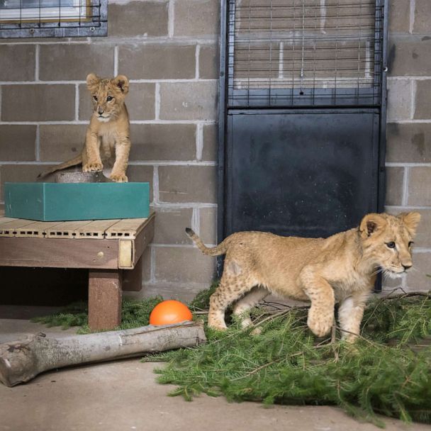 ukraine-lion-cubs-ht-3-thg-