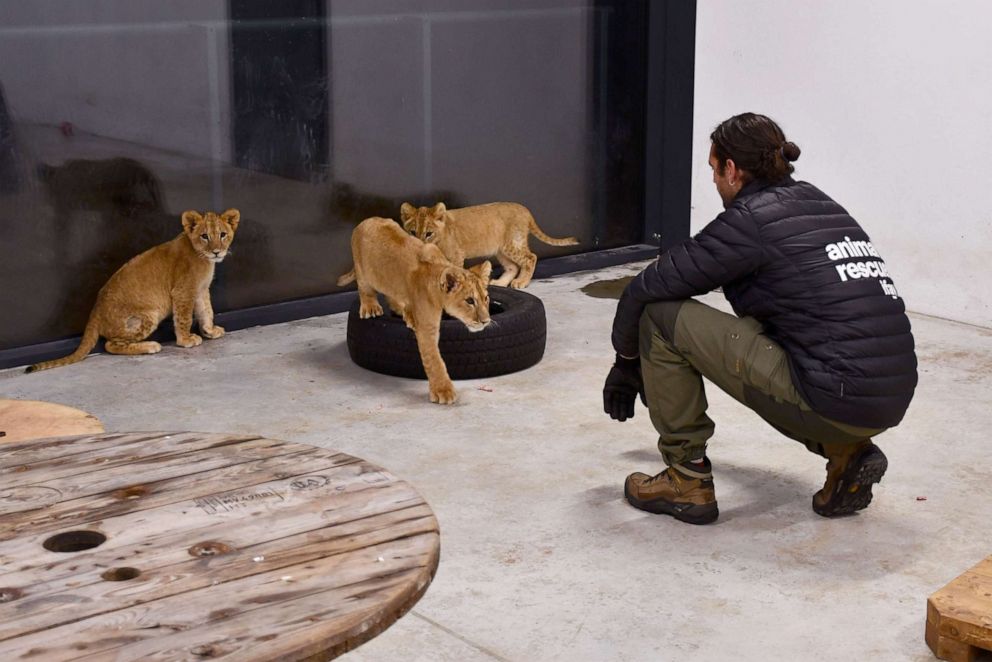 Lion cubs abandoned in Ukraine find new home in Minnesota - ABC News