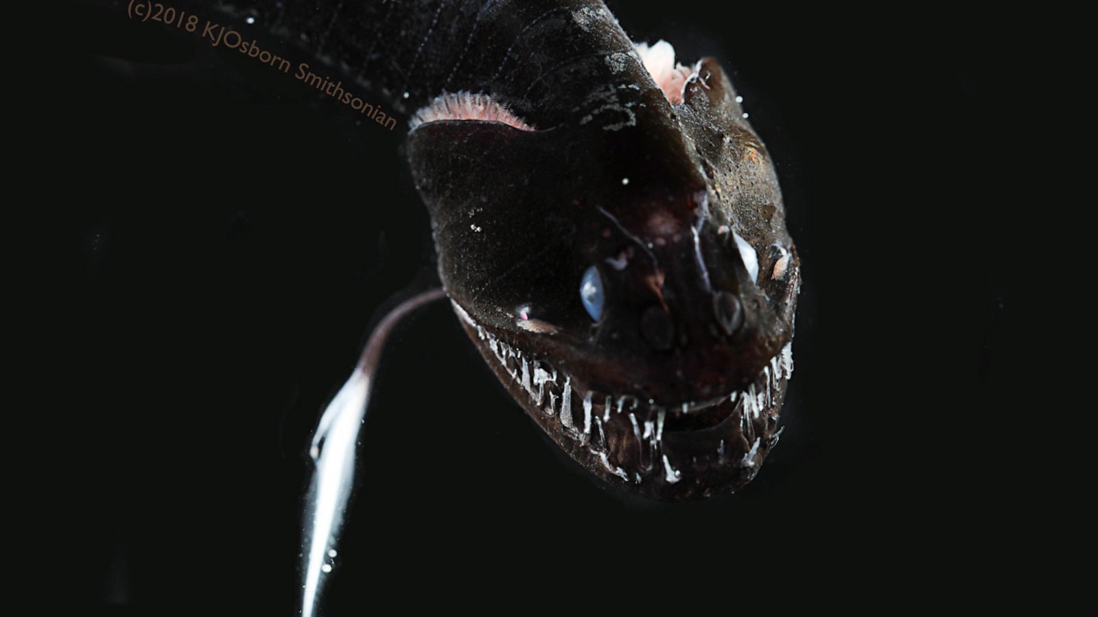 Scientists discover ultra-black deep sea fish, among the darkest creatures  ever found - ABC News