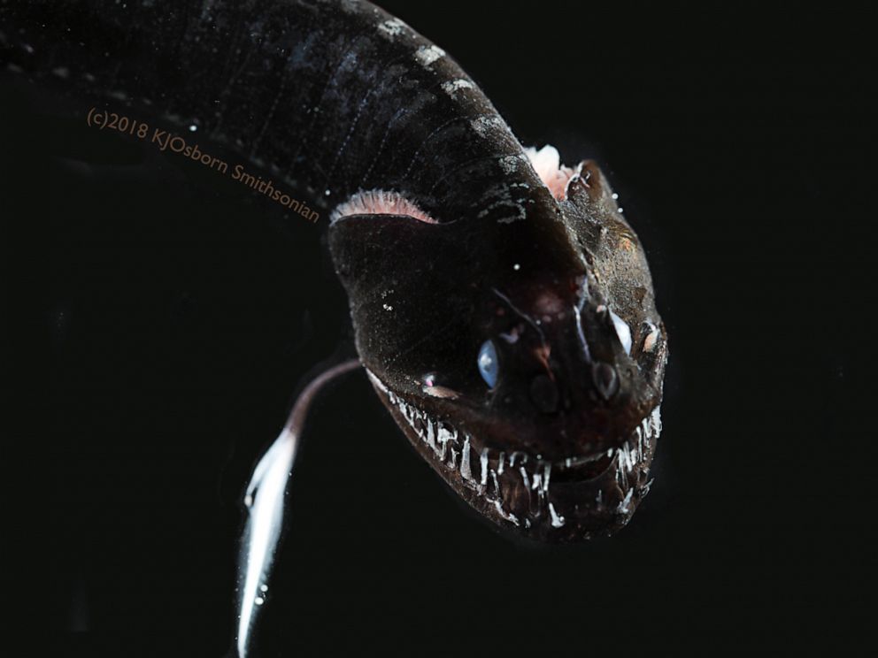 PHOTO: The Pacific blackdragon, found in the deep sea, is one of the species of black fish that absorb almost all of the light that hits their surfaces, according to a study by Smithsonian and Duke University scientists.
