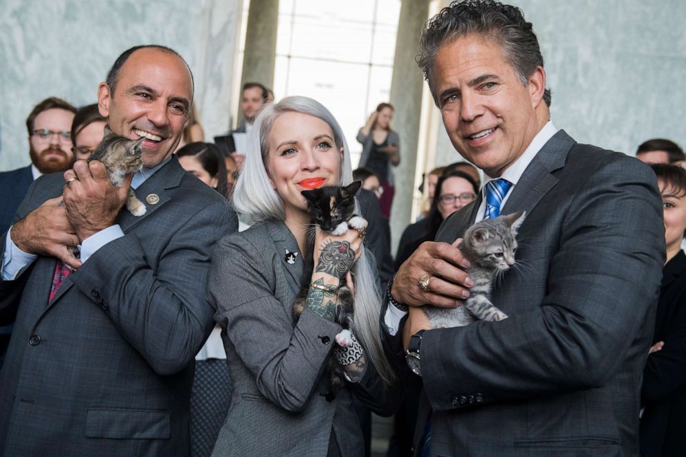 PHOTO: Reps. Jimmy Panetta, Mike Bishop and Hannah Shaw, an animal advocate known as "Kitten Lady," pose during a event to promote bipartisan legislation to end the Department of Agriculture's scientific testing on kittens, in Washington, June 7, 2018.