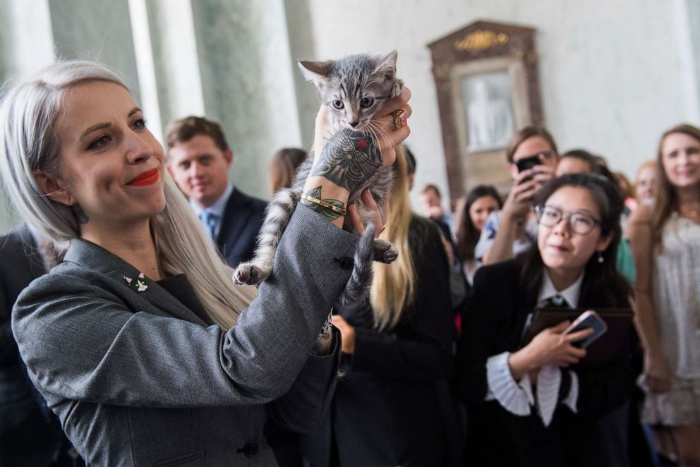 PHOTO: Hannah Shaw, an animal advocate known as "Kitten Lady," attends an event to promote bipartisan legislation to end the Department of Agriculture's scientific testing on kittens, in Washington, June 7, 2018.