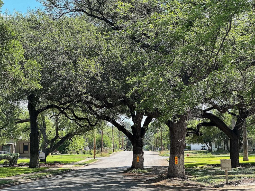 PHOTO: Uvalde was originally named after its oak trees, like these standing on April 12, 2023.