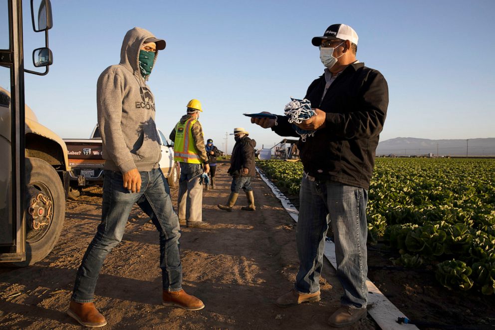 PHOTO: Farm laborers working with an H-2A visas receive masks before harvesting on April 28, 2020 in Greenfield, Calif.