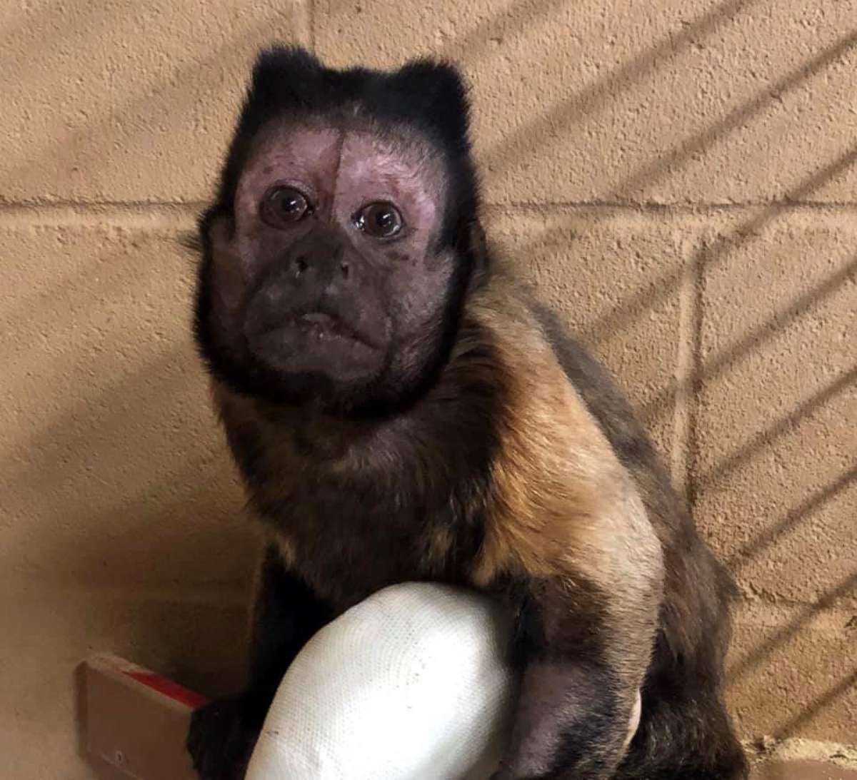 PHOTO: The Wright Park Zoo in Dodge City, Kan., released this photo of Vern, a capuchin monkey, with an announcement that he died on Oct. 29, 2019.