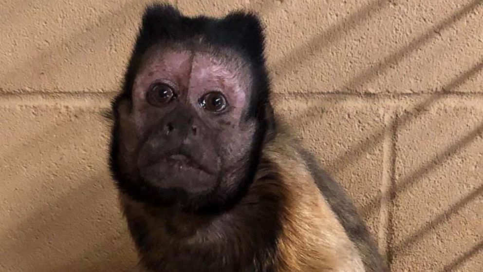 Kansas zoo monkey dies after being attacked while protecting its baby  during a break-in - ABC News