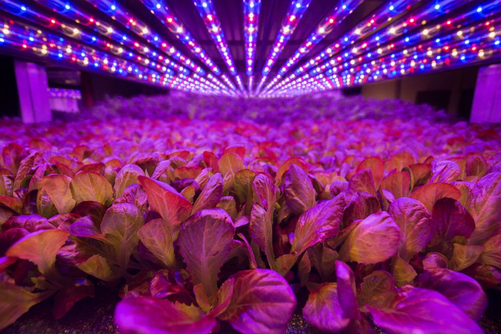 PHOTO: AeroFarms is a vertical farming company that aims to produce fresh vegetables while minimizing its impact on the earth's natural resources. Four of its nine facilities are located in Newark, New Jersey.
