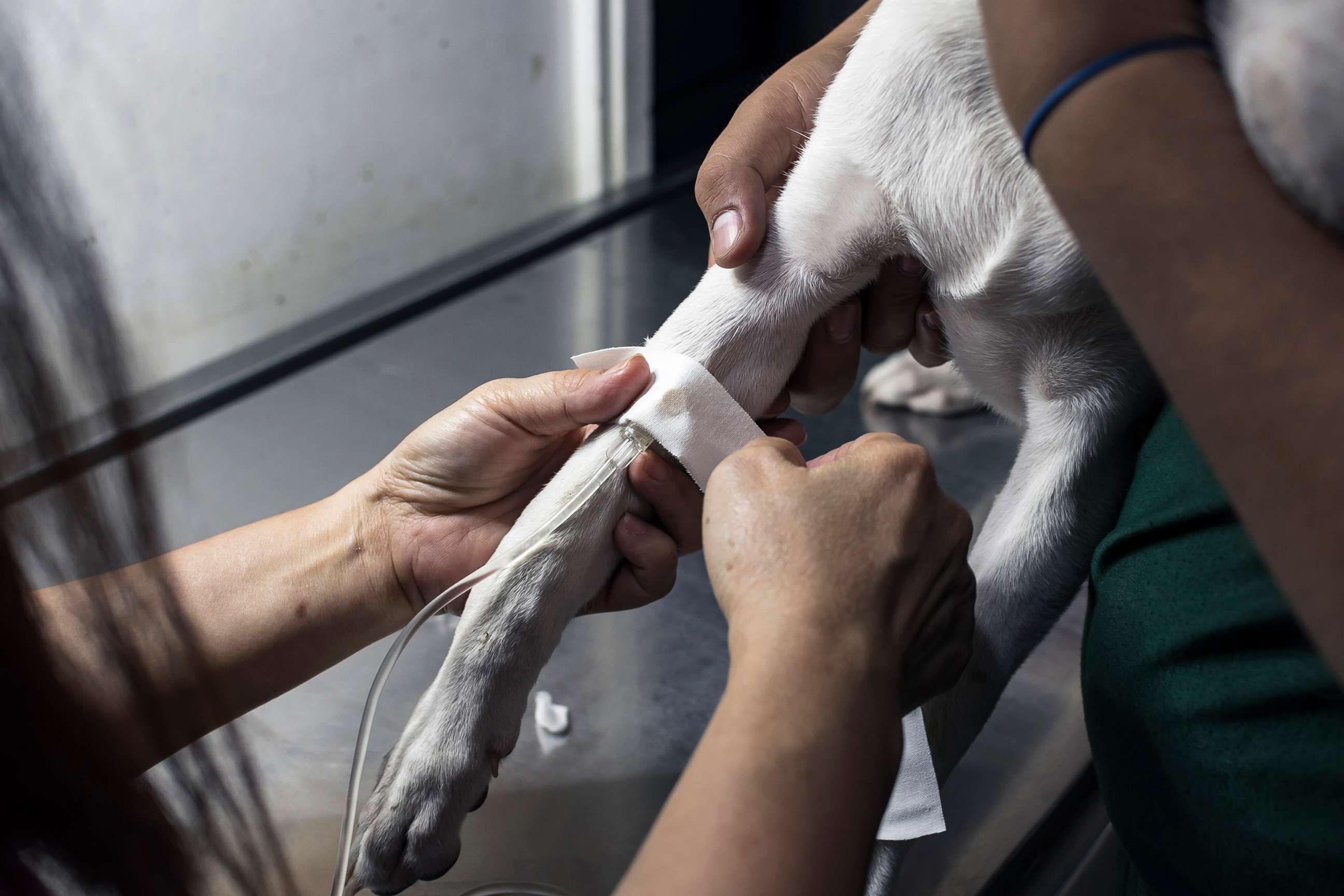 PHOTO: A veterinarian secures an IV drip line on a sick puppy's leg with an adhesive bandage, in a stock photo.
