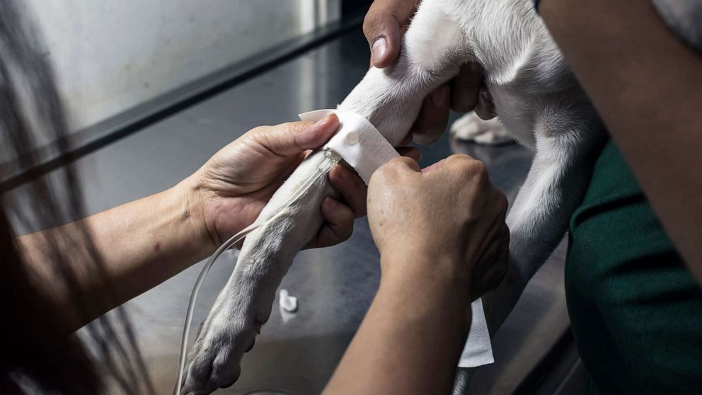 Fotoğraf: Bir veteriner, yapışkan bir bandajla hasta bir köpeğin bacağına bir IV damlama hattını sabitler, hazır görüntü.