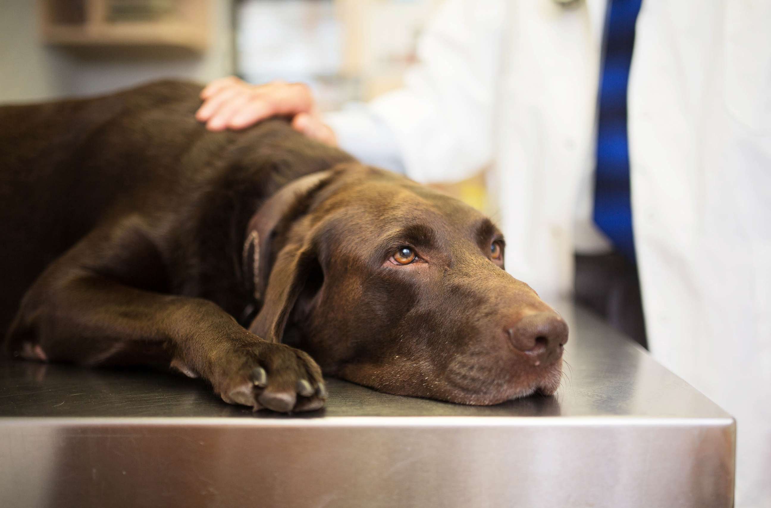 PHOTO: A labrador retriever is treated by a veterinarian in an undated stock image.