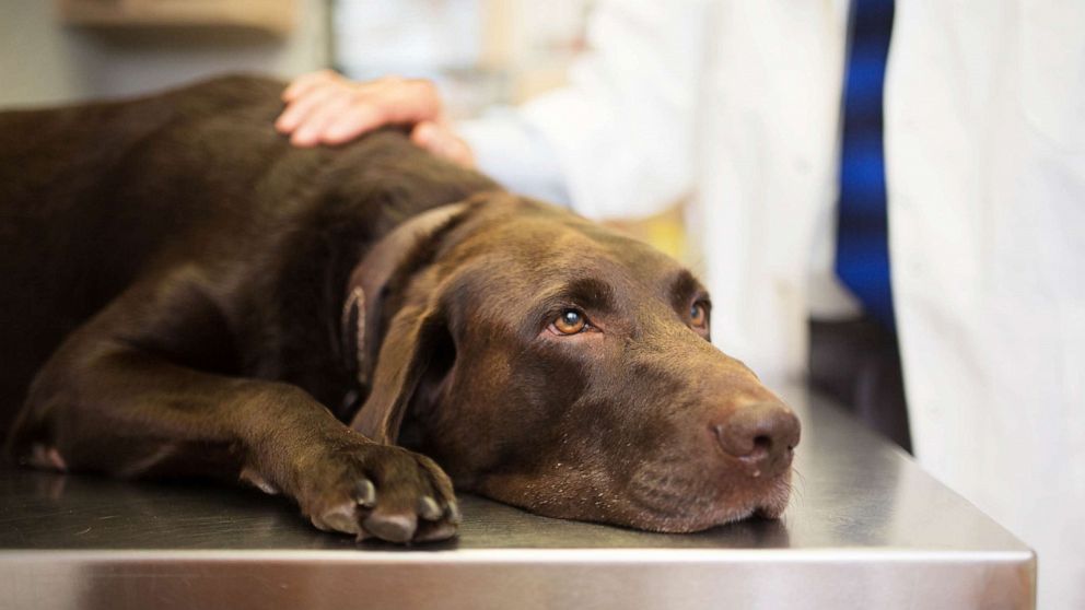 PHOTO: A labrador retriever is treated by a veterinarian in an undated stock image.