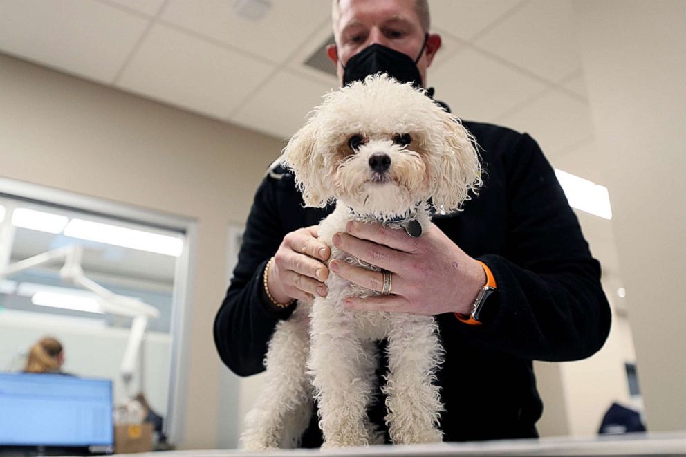 PHOTO: Veterinarian Brian Bourquin works on one of his patients in Boston, Jan. 27, 2021.  Bourquin was disheartened that veterinarians weren't prioritized until Phase 3 of vaccination plan despite being busy giving care to "pandemic pets".