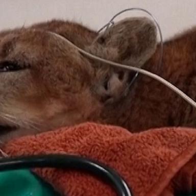 California mountain lion returns to the wild after recovering from injury