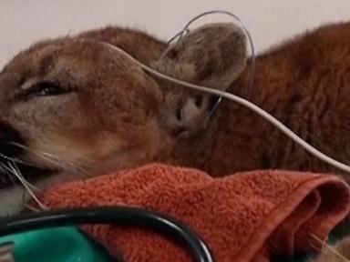 WATCH:  California mountain lion returns to the wild after recovering from injury