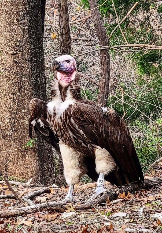 PHOTO: This undated handout photo provided by the Dallas Zoo, Jan. 24, 2023, shows Pin, a 35-year-old endangered vulture at the Dallas Zoo in Dallas, Texas.