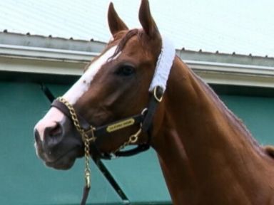 Triple Crown hopeful wears a nasal strip to open up his breathing passages.