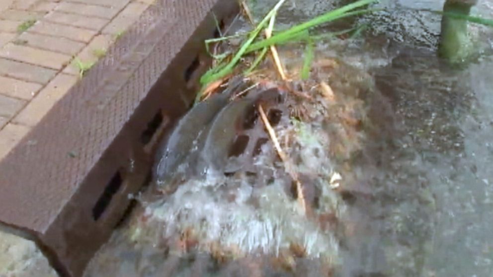 PHOTO: Fish in Newark, N.J. had to be rescued because they tried to swim up the street after rain caused a lake to overflow. 