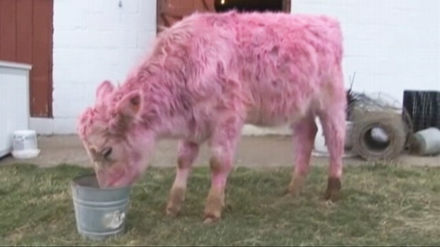 A Cow Turns Pink for Valentine's Day Video - ABC News