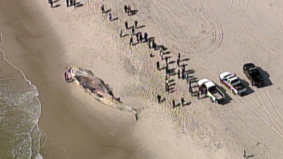 PHOTO: A 58-foot whale washed up at Smith Point County Park in Shirley, N.Y., Oct. 9, 2014. 