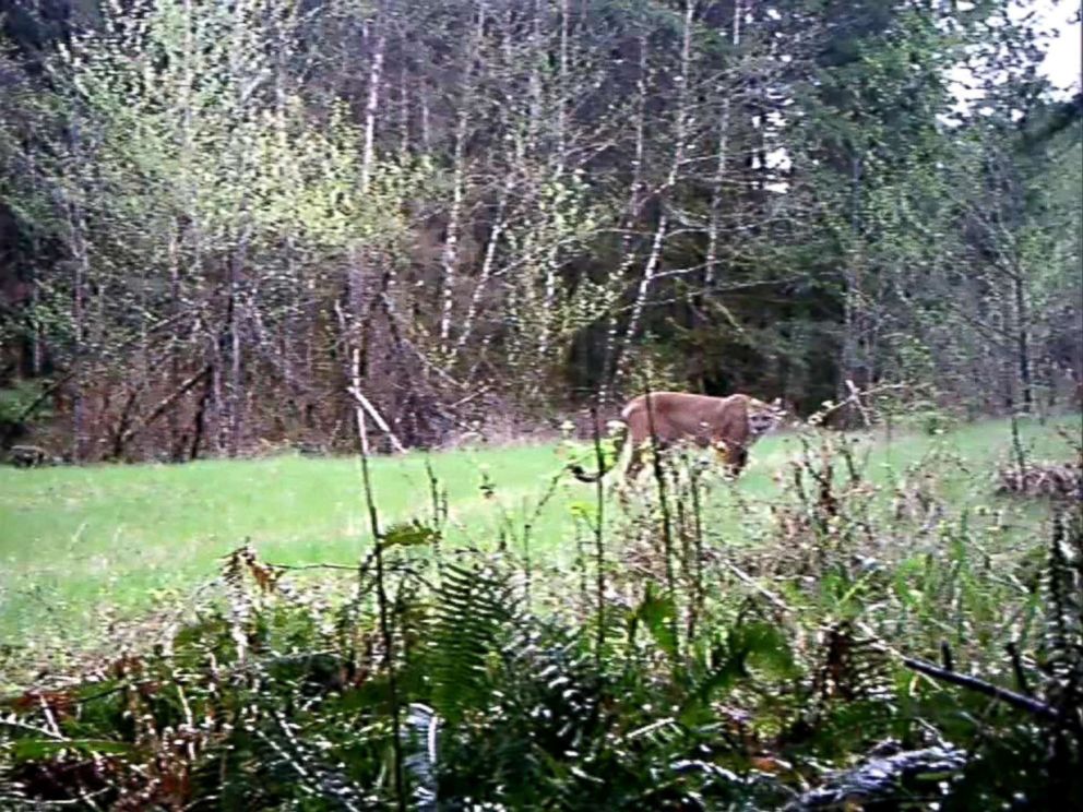 PHOTO: Washington Fish and Wildlife police tracked down and killed a mountain lion suspected of fatally mauling one mountain biker and seriously injured another on Saturday in the Cascade Mountain foothills.