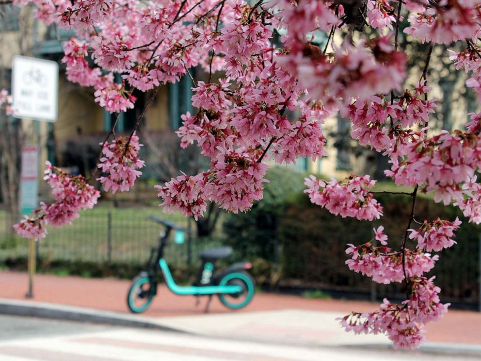 cherry-blossom-tree-planting-distance-attractive-price-www