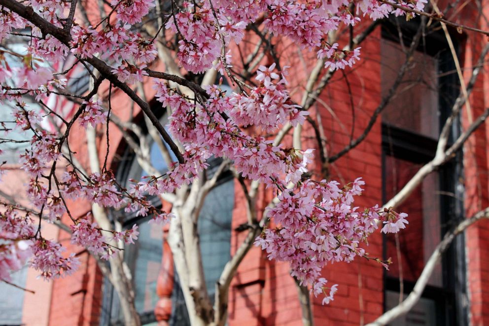PHOTO: Cherry blossoms blooming in the LeDroit Park neighborhood of Washington, D.C., Feb. 19, 2023.