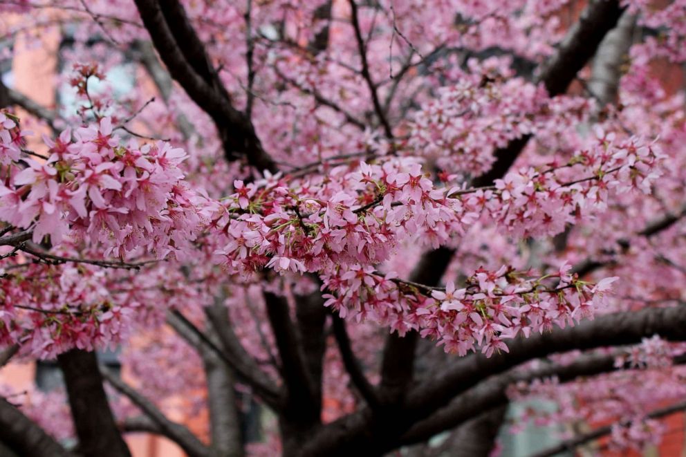PHOTO: Cherry blossoms blooming in the LeDroit Park neighborhood of Washington, D.C., Feb. 19, 2023.