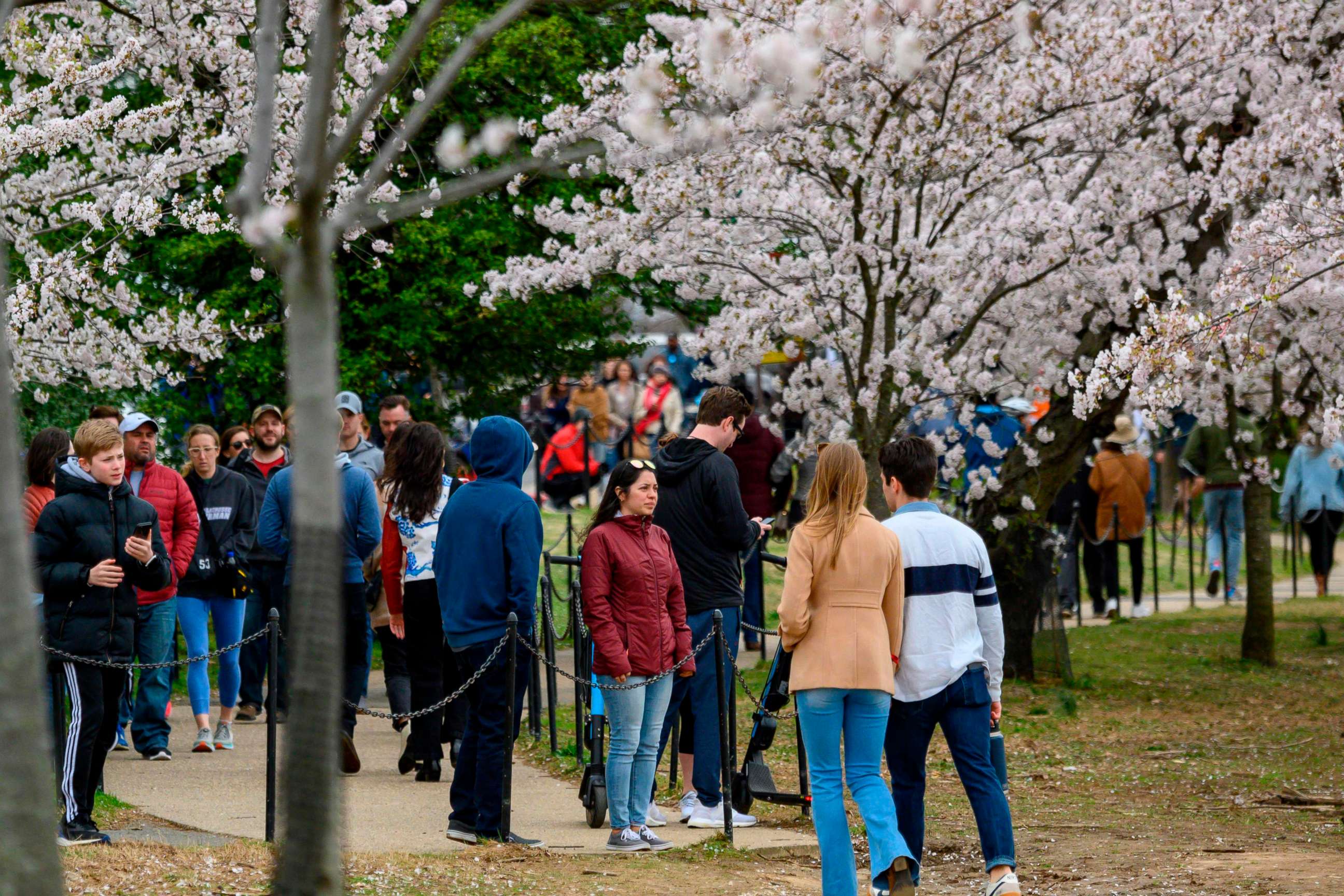 PHOTO: Locals and tourists walk around the tidal basin to see this years cherry blossoms despite the outbreak of novel coronavirus and the social distancing recommendations by the authorities on March 21, 2020, in Washington.
