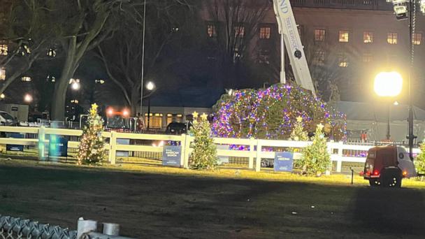 国家圣诞树被风刮倒；官员希望能举行点灯仪式