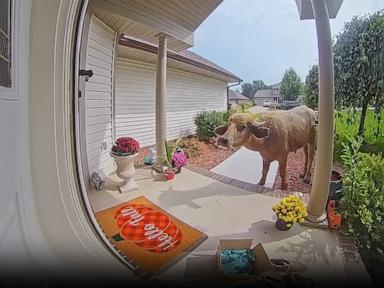 Police capture 'aggressive' water buffalo that had been on the loose for days