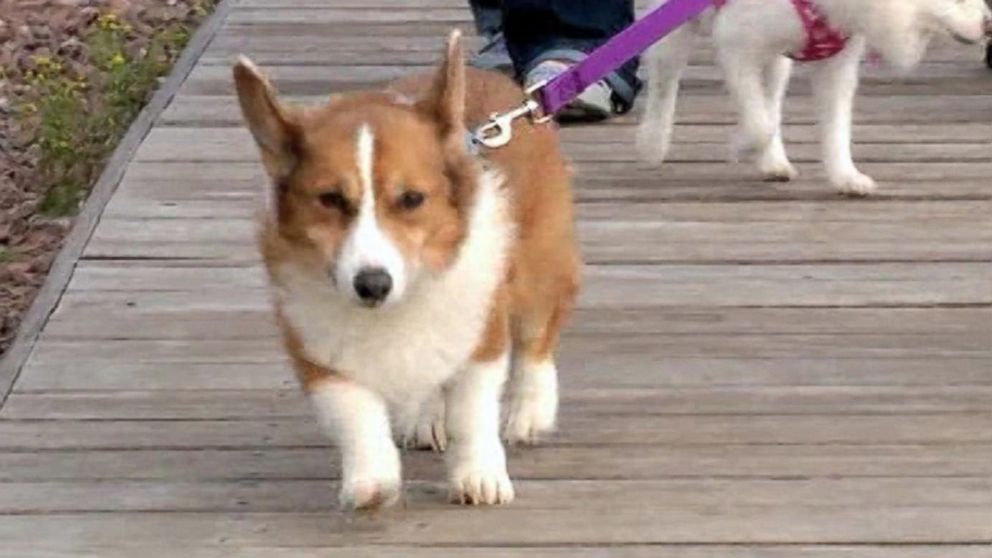 PHOTO: The Asbury family from Minnesota created a bucket list of experiences for their Welsh Corgi, Oscar, who is dying of cancer.