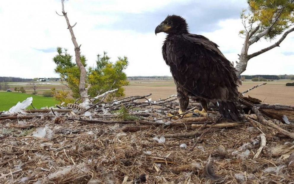 PHOTO: A field nest from the Wisconsin Department of Natural Resources 2019 survey of bald eagle nests.