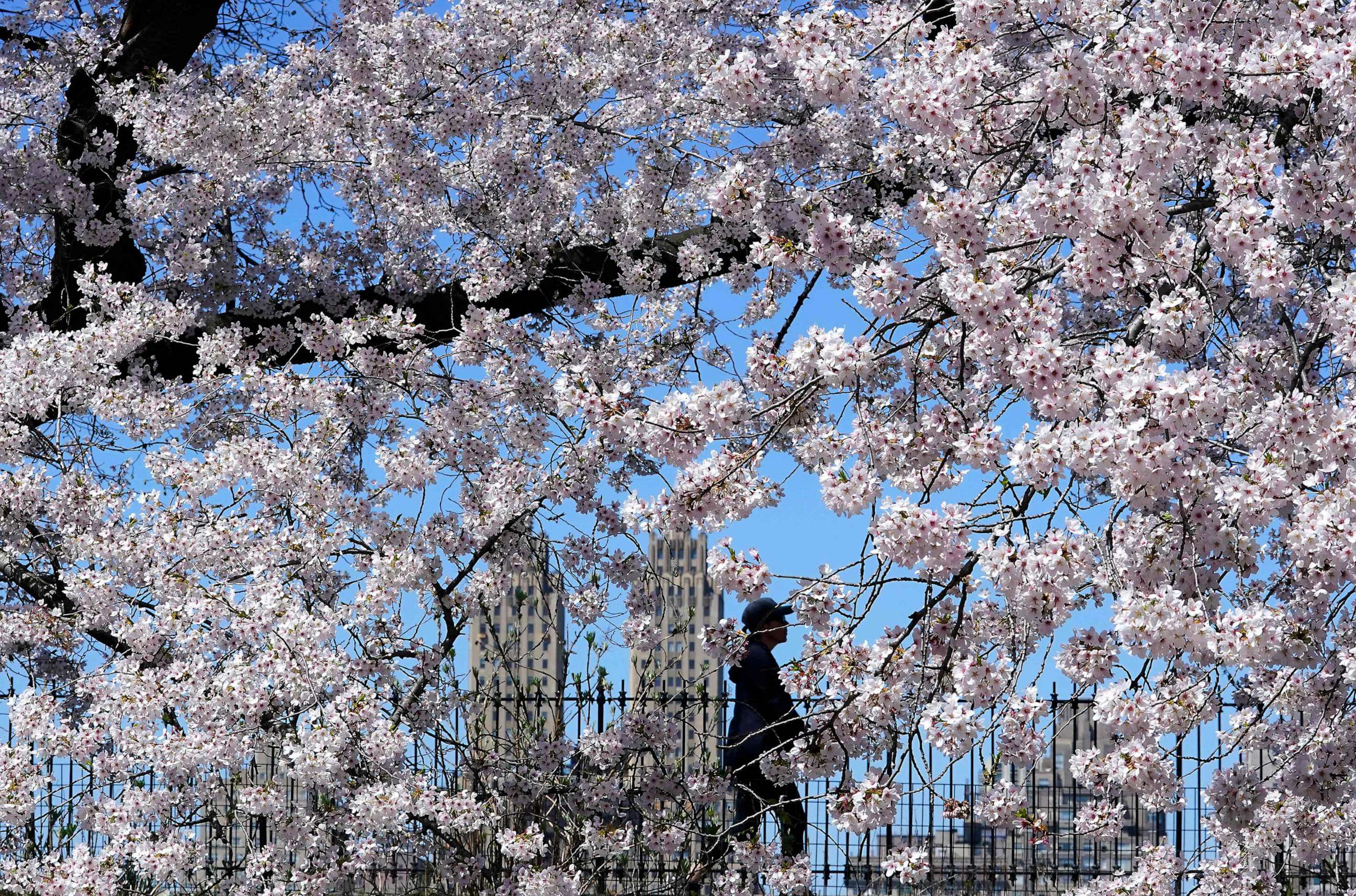 PHOTO: A woman walks past Cherry blossoms in bloom around the Jacqueline Kennedy Onassis Reservoir in Central Park, New York, April 10, 2023.