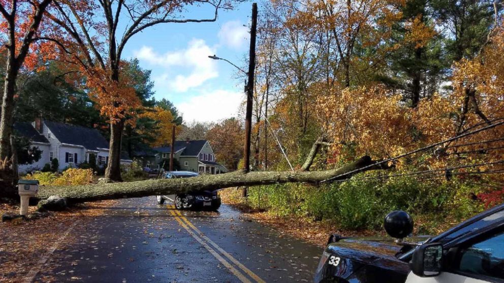 PHOTO: A tree fell on a car and brought down a power line in Wilmington, MA.  