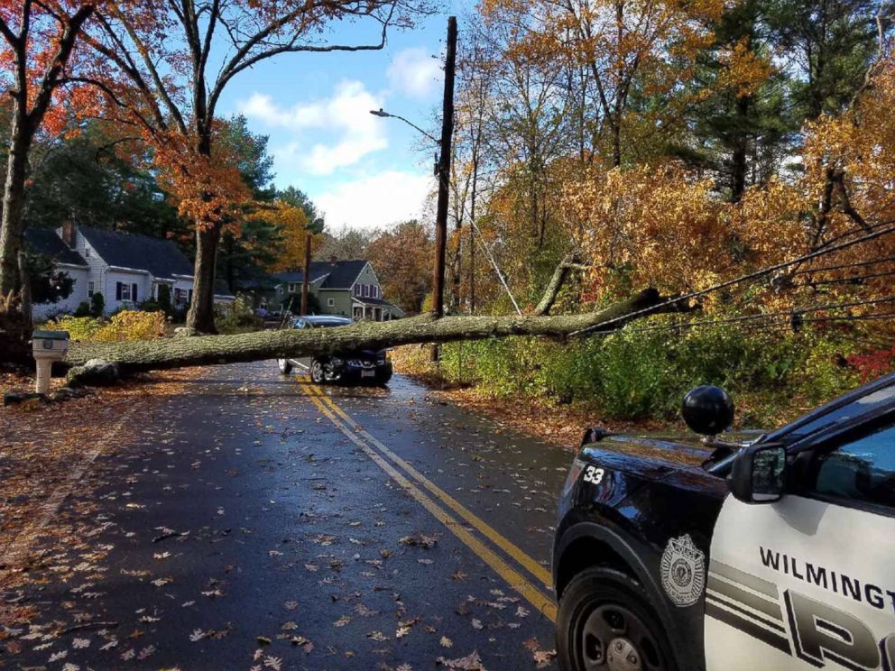 PHOTO: A tree fell on a car and brought down a power line in Wilmington, MA. 