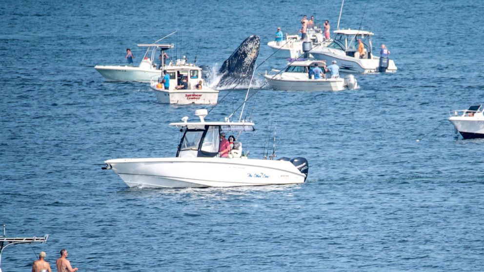 PHOTO: A whale breaches off the coast of Plymouth, Mass., July 24, 2022, near fishing boats. 